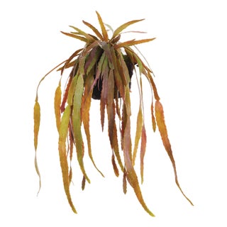 Rhipsalis Drop-In 23" For Sale