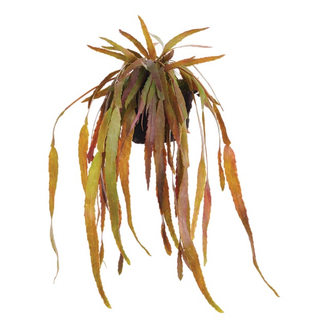 Rhipsalis Drop-In 23" For Sale