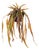 Rhipsalis Drop-In 23" For Sale