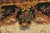 1990s Maitland Smith Painted Tapestry Design Wall Panel For Sale - Image 5 of 14