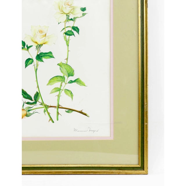 Art Deco Vintage Hand-Painted Plant Specimen Watercolor "Gold Medal" Yellow Rose (With Frame). Signed in the Lower Right Corner For Sale - Image 3 of 9
