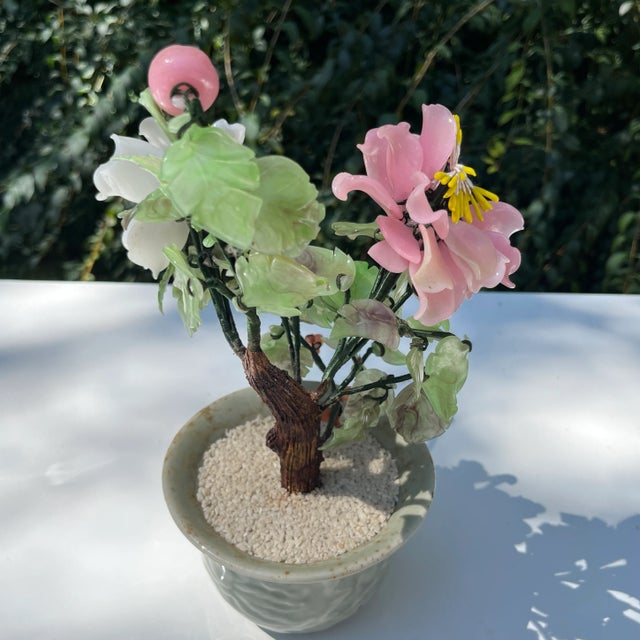 Peony Gem Bonsai Tree For Sale - Image 4 of 11