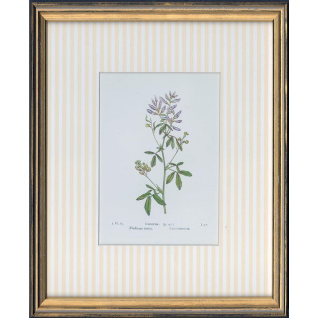 Circa 1910 Alpine Flower, Four Botanical Miniatures Framed - Set of 4 For Sale - Image 4 of 6