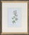 Circa 1910 Alpine Flower, Four Botanical Miniatures Framed - Set of 4 For Sale - Image 4 of 6