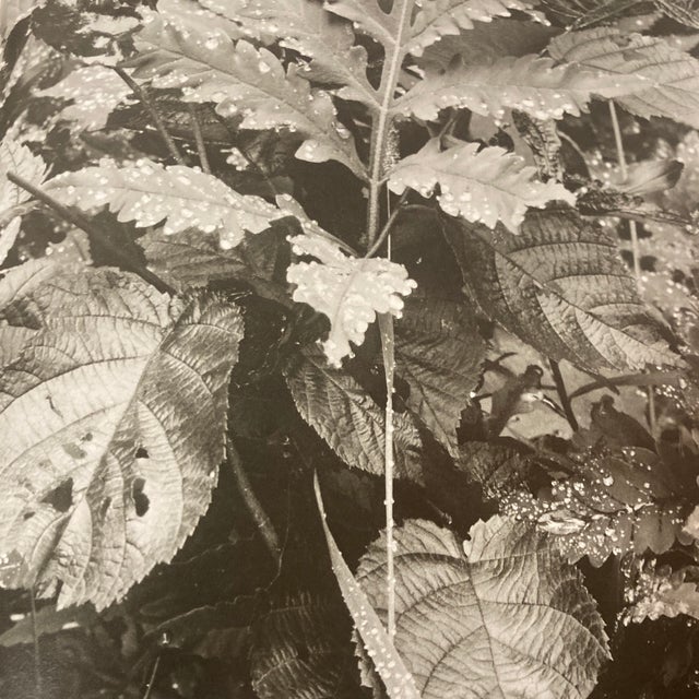 Black 1976 First Edition Paul Strand "Sixty Years of Photographs" Hardcover Aperture Monograph For Sale - Image 8 of 12