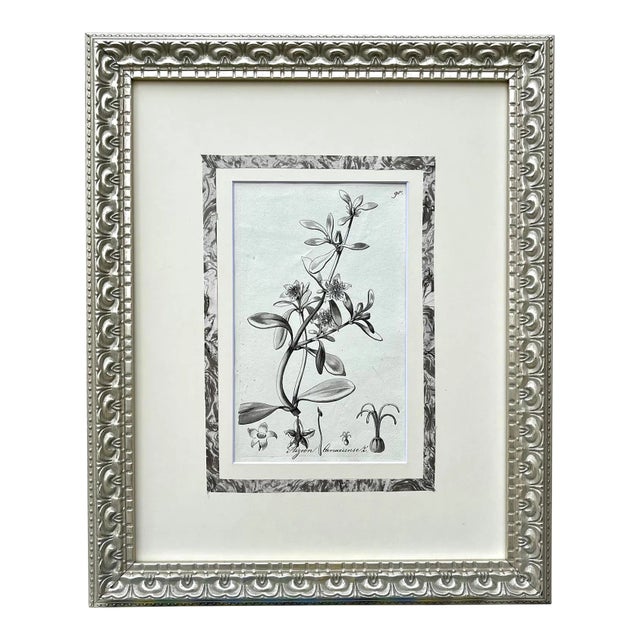 Original Antique Botanical Watercolor and Ink Painting by A. G. Weiss Circa 1865 For Sale