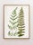 Reproduction Contemporary British Fern Art Prints - Set of 6 For Sale - Image 4 of 9