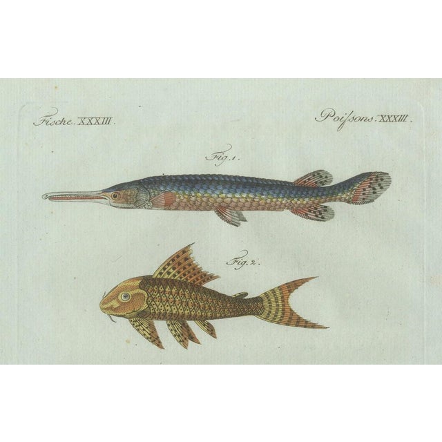 Bertuch, Gar and Exotic Armored Fish, 1800, Engraving For Sale - Image 4 of 9