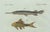 Bertuch, Gar and Exotic Armored Fish, 1800, Engraving For Sale - Image 4 of 9
