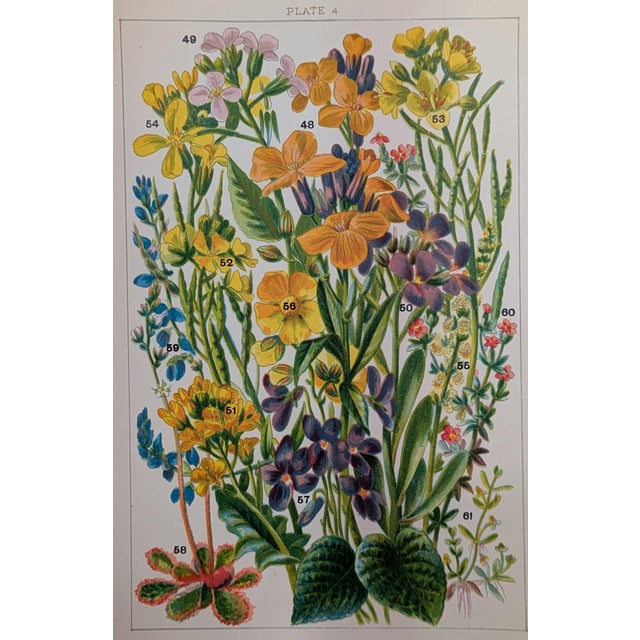 Victorian John Allen Victorian Wildflower Chromolithograph Set of 3, c.1891 – Plates 11, 4, 28 For Sale - Image 3 of 5