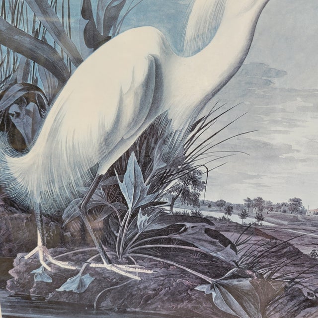 Mid 20th Century After John James Audubon Vintage Print White Egret Antique Walnut Frame For Sale In Boston - Image 6 of 9