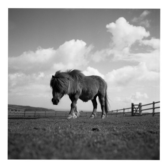 Paul Cooklin, Billy, Miniature Pony, Edition of 50 For Sale