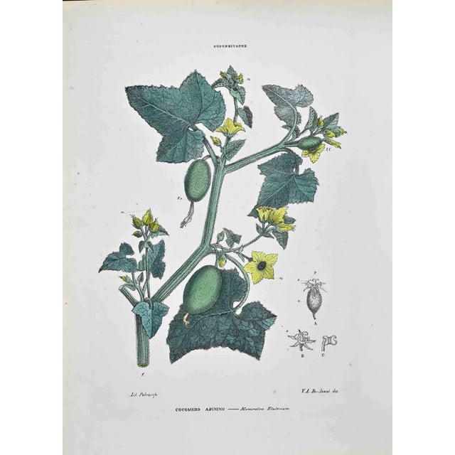 Vincenzo Tenore, The Cucurbitaceae, Lithograph, 1870s For Sale