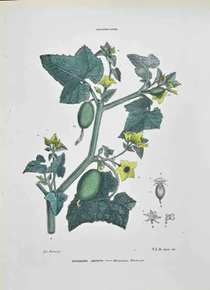 Vincenzo Tenore, The Cucurbitaceae, Lithograph, 1870s