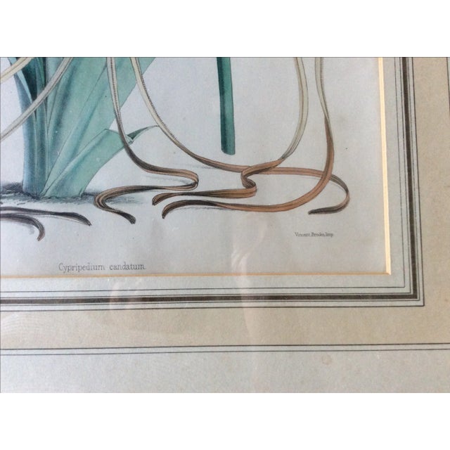 Mid 19th Century Antique Botanical Cypripedium Orchid Print For Sale - Image 5 of 7