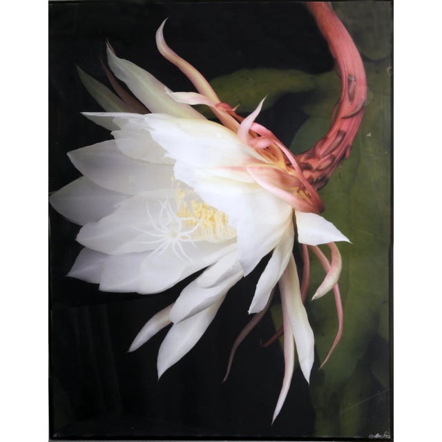 Photorealism Queen of the Night, Jonathan Singer, Print For Sale - Image 3 of 3