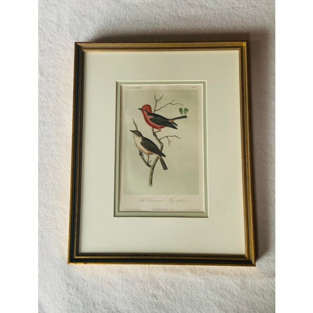 Cream Antique Hand-Colored Litghograph , "The Crowned Flycatcher" C. 1853 For Sale - Image 8 of 18