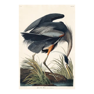 Great Blue Heron by John James Audubon, Vintage Art Print Reproduction, 24" × 36" For Sale
