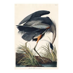 Great Blue Heron by John James Audubon, Vintage Art Print Reproduction, 24" × 36"