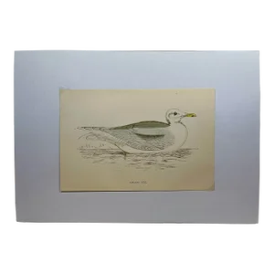 Antique Hand Tined Bird Print From England Featuring a Grey & White Iceland Gull - Circa 1888