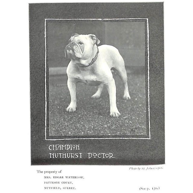 "Bull Dogs and Bulldog Men" 1905 Cooper, H. St. John For Sale - Image 9 of 12