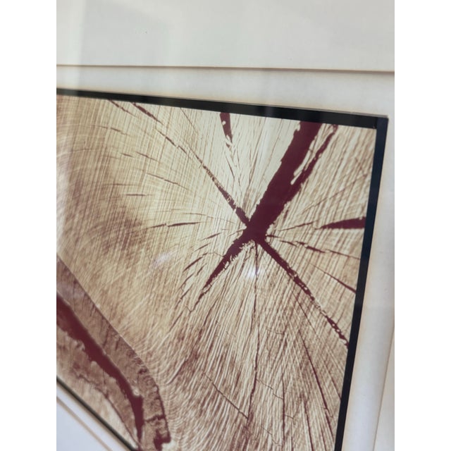 Chestnut Rob Jaffe “Sunburst” Limited Edition Photograph, 1975 – Signed 11/100 Framed Nature Study For Sale - Image 8 of 8