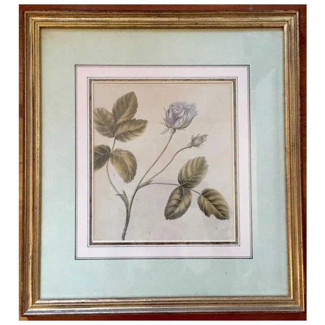 18th Century Antique 18th Century English Botanical Watercolor Painting by Lady Charlotte Murray 1785 - a Rose - Clarendon Gallery London For Sale - Image 5 of 11
