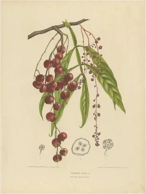 Van Nooten, Tepisanthes Alata, Paper