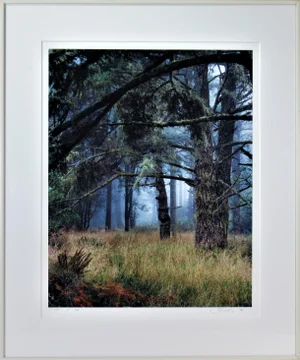 Steve Solinsky, Landscape with Trees, 1976