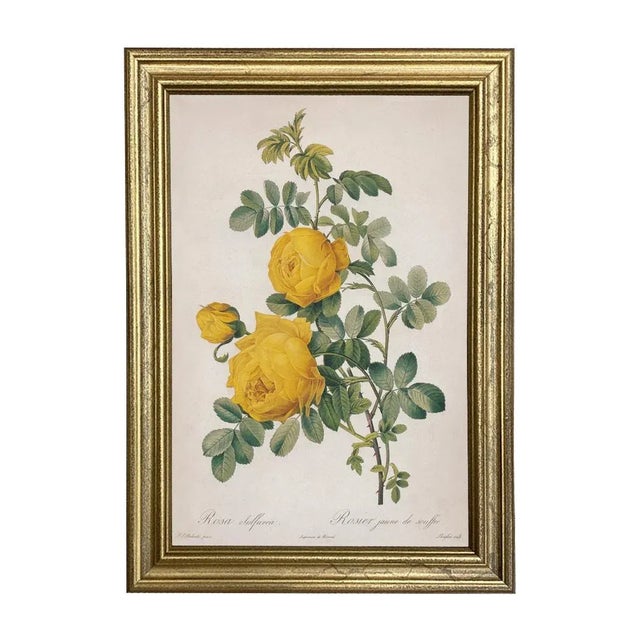 Illustration Rosa Sulfurea Yellow Rose Vintage Color Illustration Reproduction Print Behind Glass in Gold Frame For Sale - Image 3 of 3