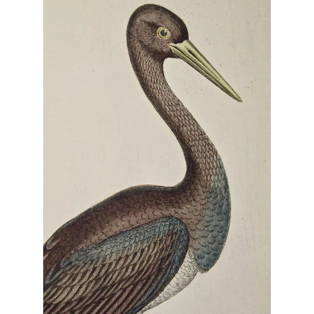 Black Stork, "Ciconia Nigra": An 18th Century Hand-Colored Frisch Engraving, 1733 For Sale - Image 4 of 5