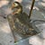 Vintage Brass Duck Table Lamp on Clear Acrylic Base, 1970s For Sale - Image 4 of 18