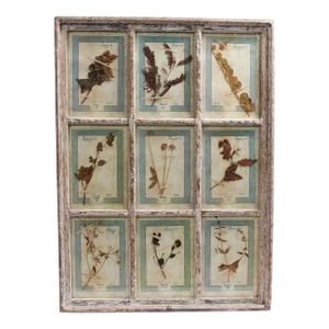Antique Italian Botanical Collection in a Window Frame