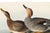 Black Gadwall Duck, Vintage Art Print Reproduction From Birds of America by John James Audubon, 48″ × 32″ For Sale - Image 8 of 12