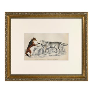 19th Century English Hand Colored Wolf Engraving by Goldsmith For Sale