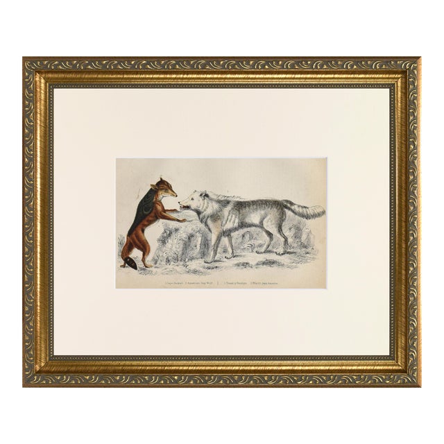 19th Century English Hand Colored Wolf Engraving by Goldsmith For Sale