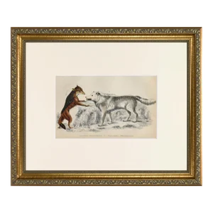 19th Century English Hand Colored Wolf Engraving by Goldsmith