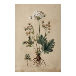 Antique Botanical Print | Herbarium Flower Study | Natural History Fine Art Print For Sale