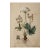 Antique Botanical Print | Herbarium Flower Study | Natural History Fine Art Print For Sale