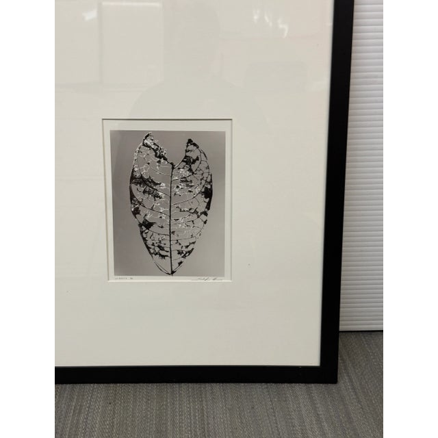 Paper Circa 1992 Stefano Massei's "Jamaica" Leaf, Print For Sale - Image 7 of 12