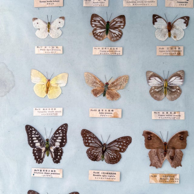 Vintage 1960s–1970s Taiwanese Butterfly Specimen Entomology Display, 34” For Sale In Raleigh - Image 6 of 11