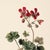 English 8" X 12" 'Geranium Robertianum' - Botanical Herbarium Watercolor & Pencil Flower Print For Sale - Image 3 of 4