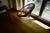 Wood Sun Lounger in Rattan from Abraham and Dirk Jan Roi, France, 1950s For Sale - Image 7 of 13