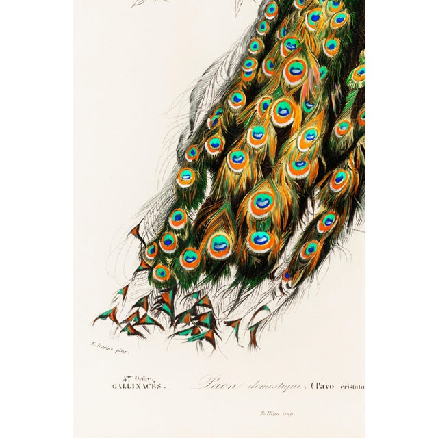 Paper Peacock Antique Illustration, Vintage Bird Art Print Reproduction, 24″ × 36″ For Sale - Image 7 of 9