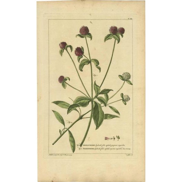Philip Miller, Amaranthoides, 1755, Paper For Sale - Image 10 of 10