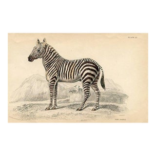 1840s, Zebra Print, Original Antique Mammal Engraving, Hand Colored, England For Sale