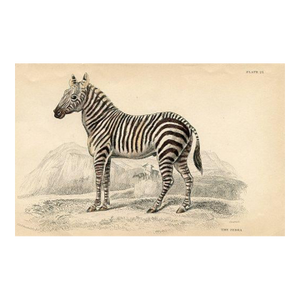 1840s, Zebra Print, Original Antique Mammal Engraving, Hand Colored, England