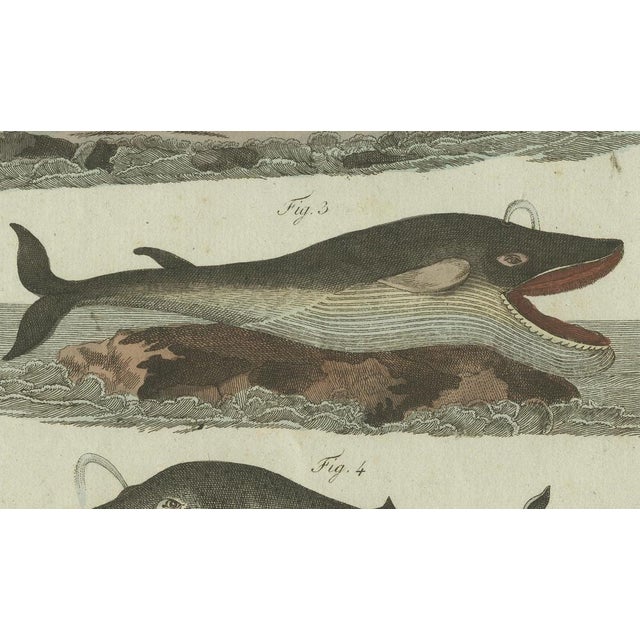 Bertuch, Sperm Whale and North Atlantic Whales, 1800, Engraving For Sale - Image 3 of 9