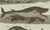 Bertuch, Sperm Whale and North Atlantic Whales, 1800, Engraving For Sale - Image 3 of 9