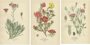 Edward Step, Ephemeral Blossoms, 1896, Prints, Set of 3
